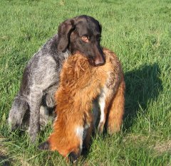 Drigstrup Jagtforening